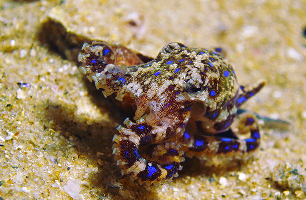 blue ringed octopus bite